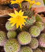 PITAYA