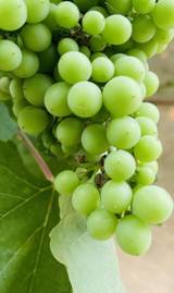 UVAS CHILE